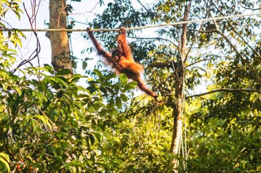 Borneo/Sarawak/Malezya/Haziran 2014: semen orangutans