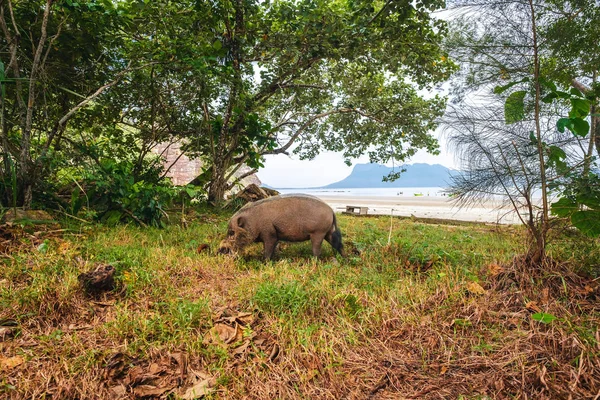 サラワク/マレーシア/6 月 2014: バコ国立の野生の自然 — ストック写真