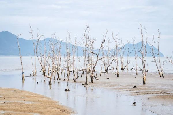 SARAWAK / BORNEO / MALAYSIA / GIUGNO 2014: alberi secchi a Bako — Foto Stock