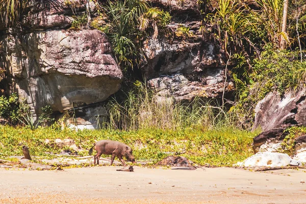 SARAWAK / MALASIA / JUNIO 2014: Cerdo salvaje en el país bako — Foto de Stock
