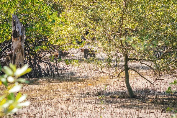 SARAWAK / MALAISIE / JUIN 2014 : Le singe endémique — Photo