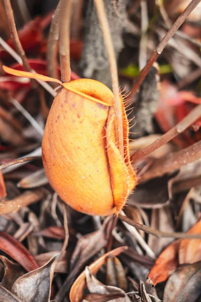 BORNEO / MALAYSIA / JUNE 2014: Wild nephentes carnivorous plant — Stock Photo, Image