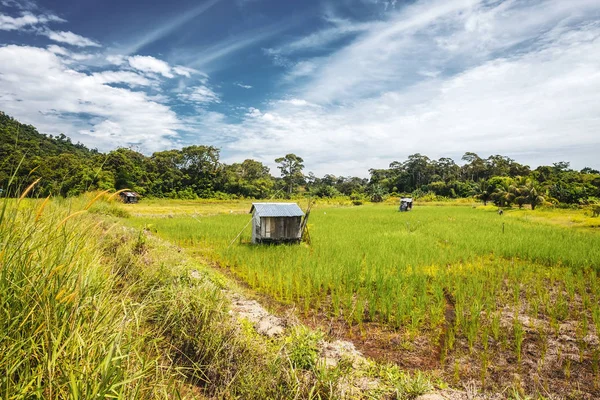Борнео/Sarawak/Малайзія/Червень 2014: рисові поля в районі — стокове фото
