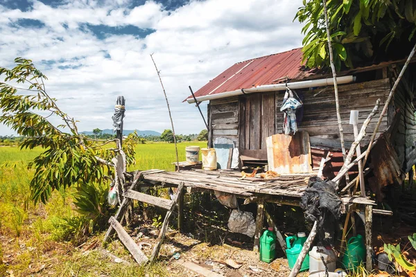 Borneo/Sarawak/Malajsie/červen 2014: rýžová pole v oblasti — Stock fotografie