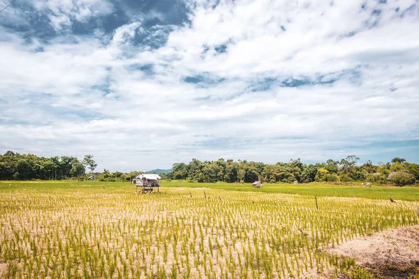 Борнео/Sarawak/Малайзія/Червень 2014: рисові поля в районі — стокове фото