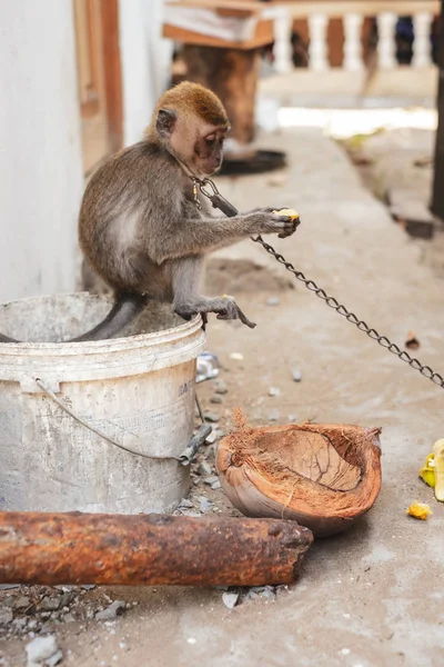 KUCHING / SARAWAK / MALAYSIA / JUNHO 2014: Pequeno macaco acorrentado — Fotografia de Stock