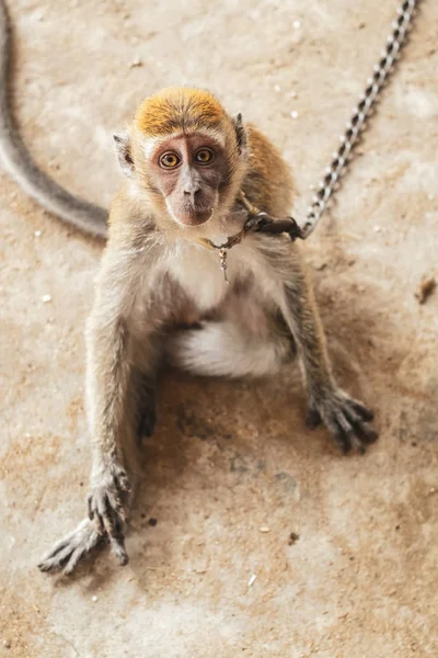 Kuching/Sarawak/Malajsie/červen 2014: malá opice řetězy — Stock fotografie