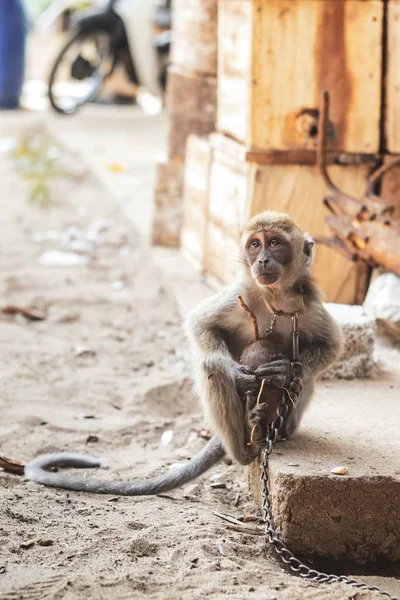 KUCHING / SARAWAK  / MALAYSIA / JUNE 2014: Small monkey chained — Stock Photo, Image