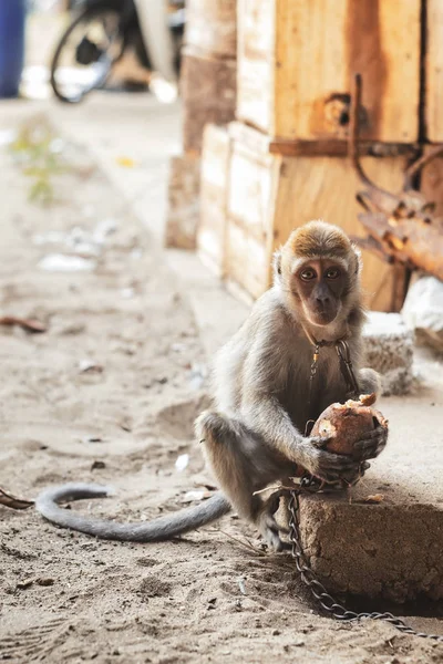 KUCHING / SARAWAK / MALAYSIA / JUNHO 2014: Pequeno macaco acorrentado — Fotografia de Stock