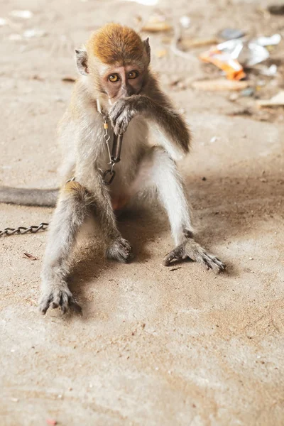 KUCHING / SARAWAK  / MALAYSIA / JUNE 2014: Small monkey chained — Stock Photo, Image