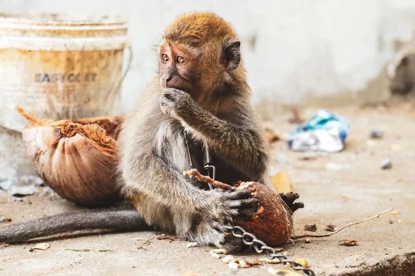 KUCHING / SARAWAK  / MALAYSIA / JUNE 2014: Small monkey chained — Stock Photo, Image