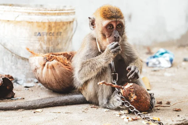 KUCHING / SARAWAK  / MALAYSIA / JUNE 2014: Small monkey chained — Stock Photo, Image