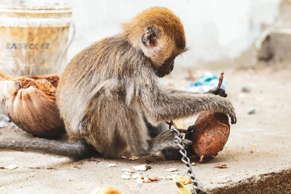 KUCHING / SARAWAK  / MALAYSIA / JUNE 2014: Small monkey chained — Stock Photo, Image