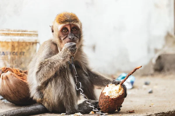クチン/サラワク/マレーシア/6 月 2014: 小さな猿の連鎖 — ストック写真