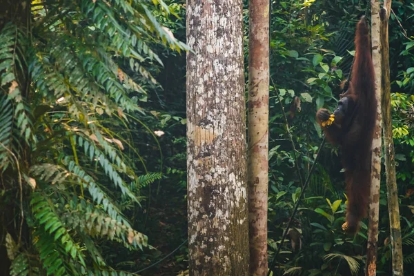 Borneo/Sarawak/Malezji/czerwiec 2014: orangutany w nasieniu — Zdjęcie stockowe