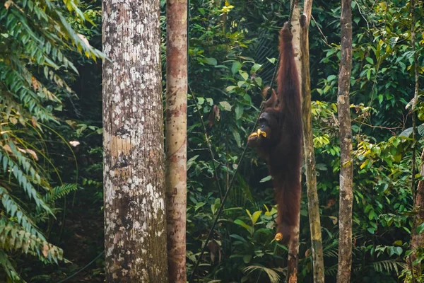 BORNEO / SARAWAK / MALAYSIA / JUNHO 2014: Os orangotangos no sémen — Fotografia de Stock