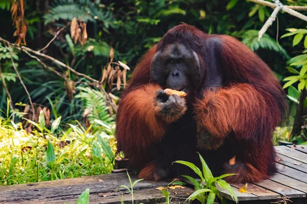 BORNEO / SARAWAK / MALAISIE / JUIN 2014 : Les orangs-outans dans le sperme — Photo