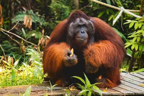 BORNEO / SARAWAK / MALAYSIA / GIUGNO 2014: Orangutani nello sperma — Foto Stock