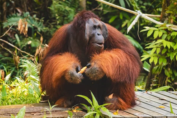 BORNEO / SARAWAK / MALAYSIA / JUNE 2014: Orangutans in the Semen — Stock Photo, Image