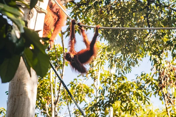 Borneo/Sarawak/Malajsie/červen 2014: Orangutané ve spermatu — Stock fotografie