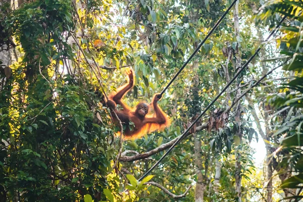 Borneo/Sarawak/Malajsie/červen 2014: Orangutané ve spermatu — Stock fotografie