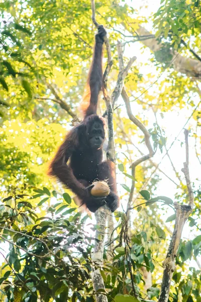 Borneo/Sarawak/Malezji/czerwiec 2014: orangutany w nasieniu — Zdjęcie stockowe