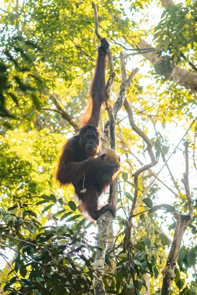 BORNEO / SARAWAK / MALAISIE / JUIN 2014 : Les orangs-outans dans le sperme — Photo