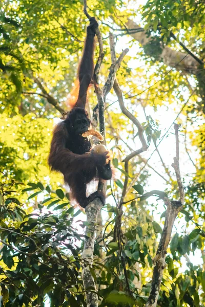 Borneo/Sarawak/Malajsie/červen 2014: Orangutané ve spermatu — Stock fotografie