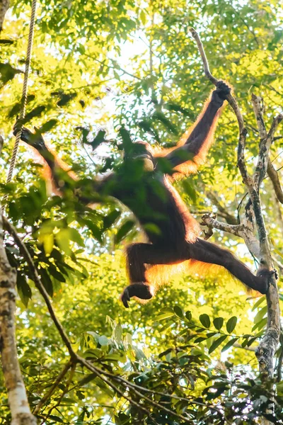 Borneo/Sarawak/Malajsie/červen 2014: Orangutané ve spermatu — Stock fotografie