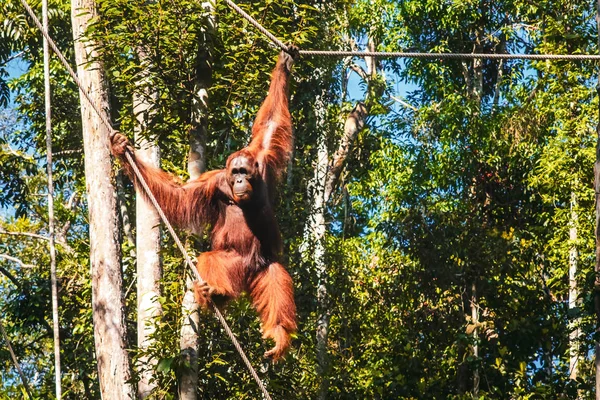 BORNEO / SARAWAK / MALAYSIA / JUNHO 2014: Os orangotangos no sémen — Fotografia de Stock