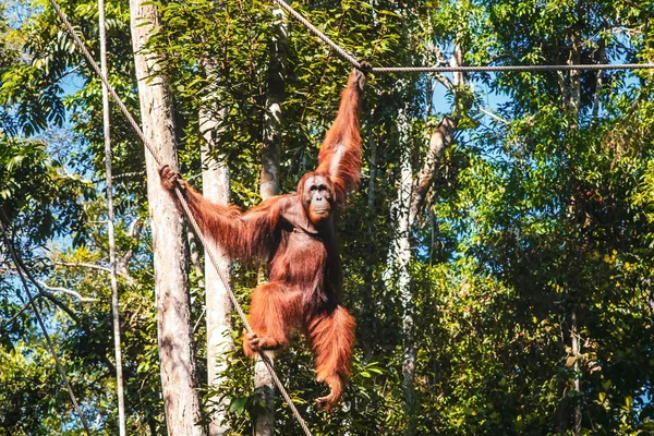 Borneo/Sarawak/Malezya/Haziran 2014: semen orangutans — Stok fotoğraf