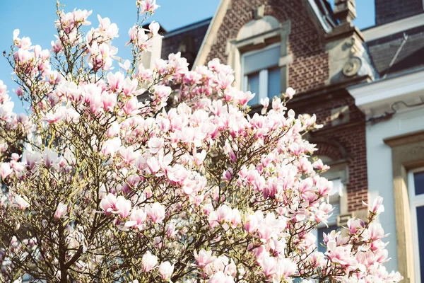 Magnolia flowers full bloom — Stock Photo, Image