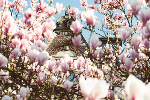 Magnolia flowers full bloom — Stock Photo, Image