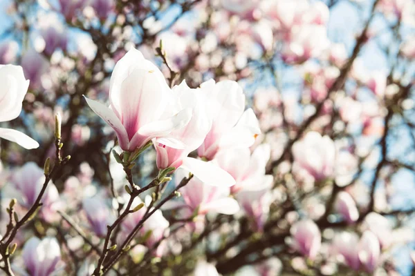Magnolia flowers full bloom — Stock Photo, Image