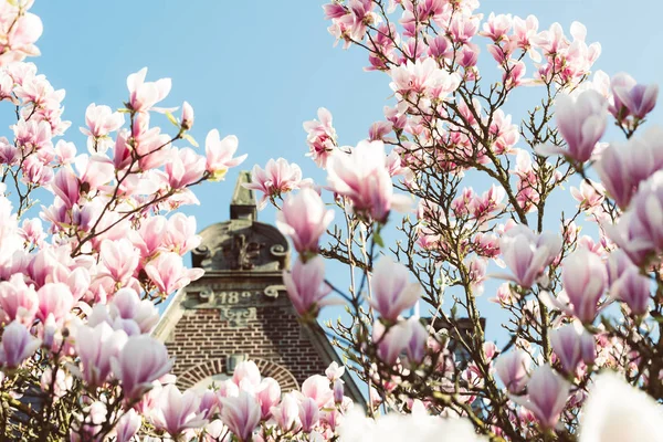 Magnolia flores flor cheia — Fotografia de Stock