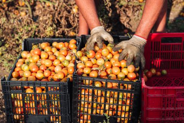 Puglia / İtalya - Ağustos 2019: Kiraz domates yetiştiriciliği