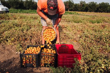 Puglia / İtalya - Ağustos 2019: Kiraz domates yetiştiriciliği