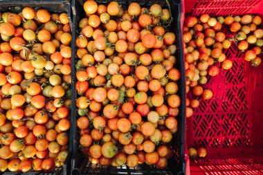 Puglia / İtalya - Ağustos 2019: Kiraz domates yetiştiriciliği