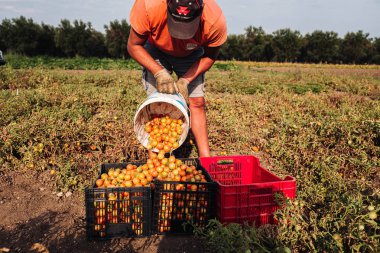 Puglia / İtalya - Ağustos 2019: Kiraz domates yetiştiriciliği