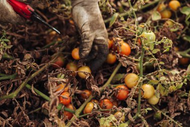Puglia / İtalya - Ağustos 2019: Kiraz domates yetiştiriciliği