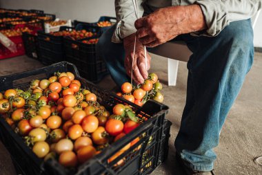 Puglia / İtalya - Ağustos 2019: Asma cher eski geleneği