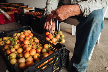 Puglia / İtalya - Ağustos 2019: Asma cher eski geleneği