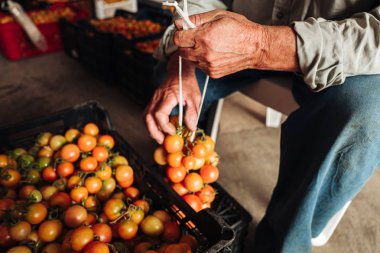 Puglia / İtalya - Ağustos 2019: Asma cher eski geleneği