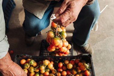 Puglia / İtalya - Ağustos 2019: Asma cher eski geleneği