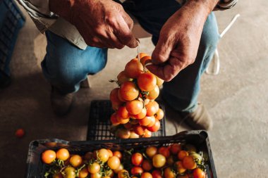 Puglia / İtalya - Ağustos 2019: Asma cher eski geleneği