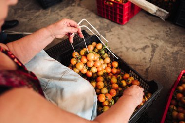 Puglia / İtalya - Ağustos 2019: Asma cher eski geleneği