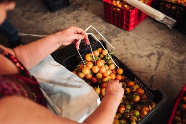Puglia / İtalya - Ağustos 2019: Asma cher eski geleneği