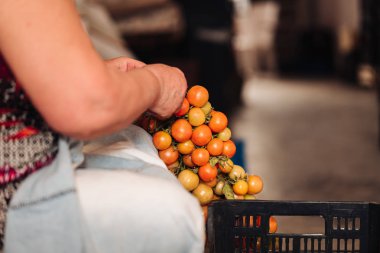 Puglia / İtalya - Ağustos 2019: Asma cher eski geleneği