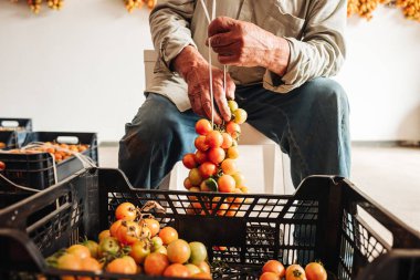 Puglia / İtalya - Ağustos 2019: Asma cher eski geleneği
