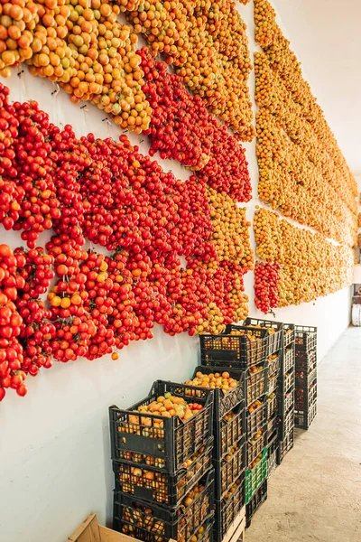 Tomates cereza colgando en la pared en el sur de Italia — Foto de Stock